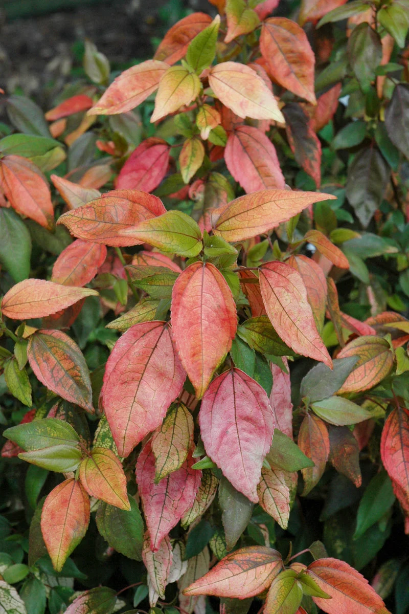 Acalypha Inferno