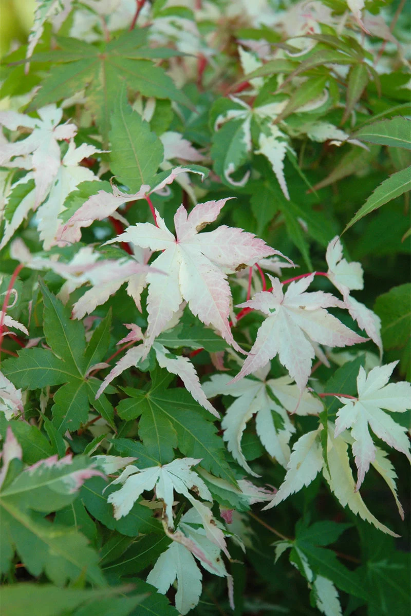 Acer Palm, Ueno Yama - Image 2