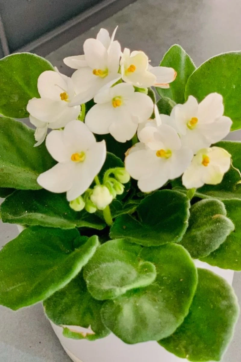 African Violet, White 4" - Image 2