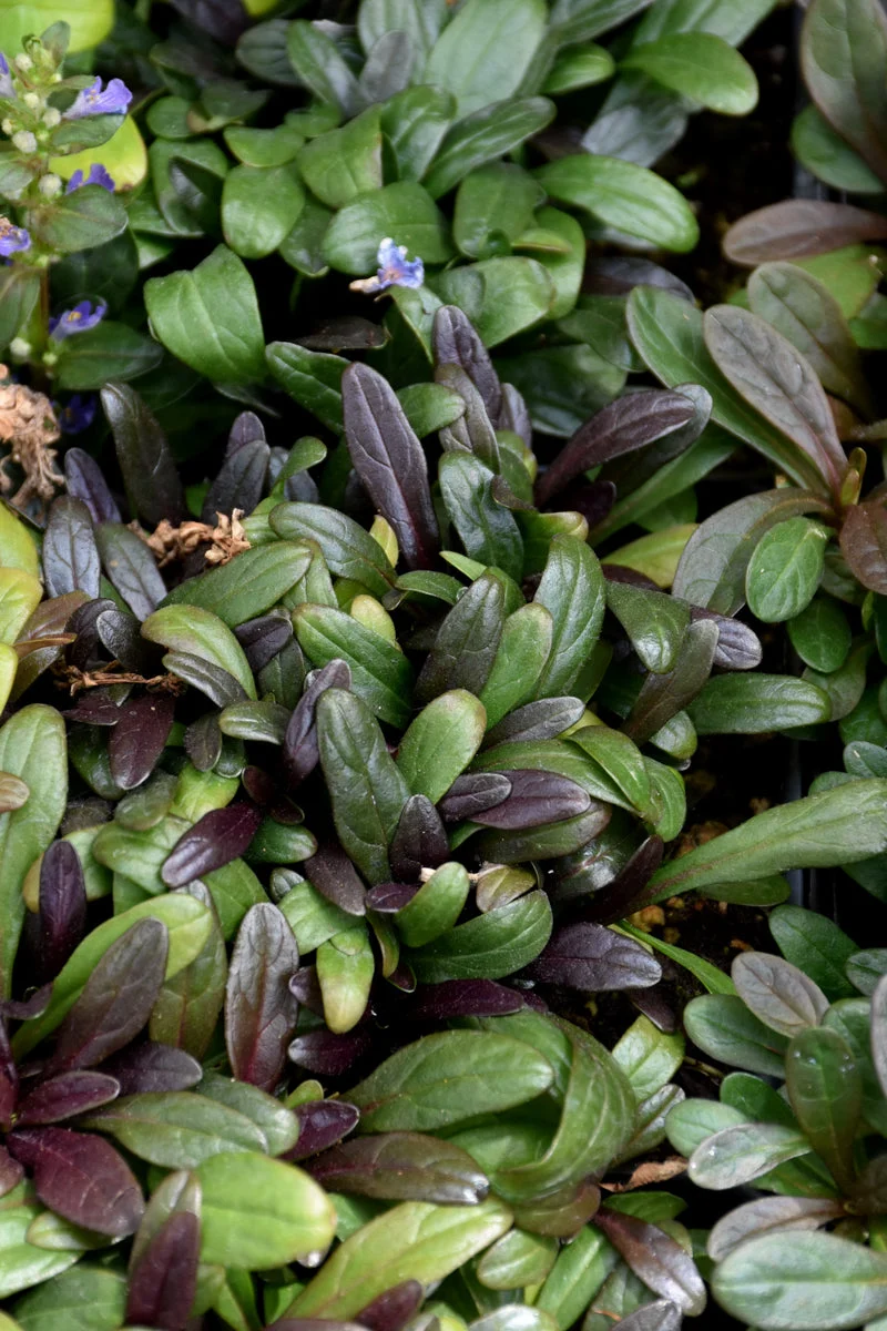 Ajuga, Noble Nightingale