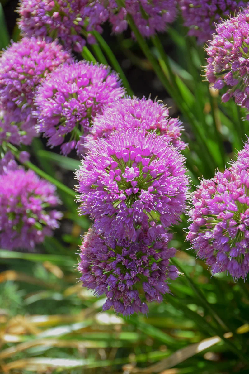 Allium, Serendipity
