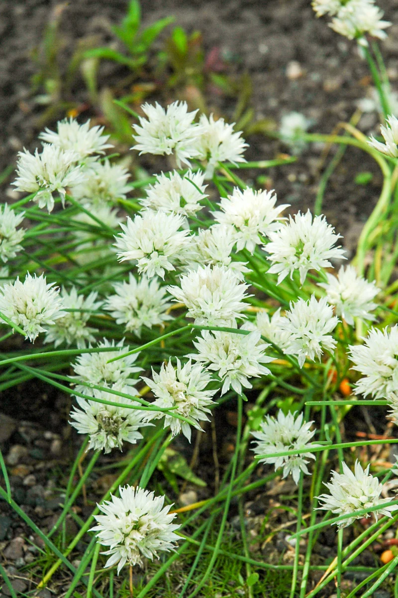 Allium, White Flowering Chi