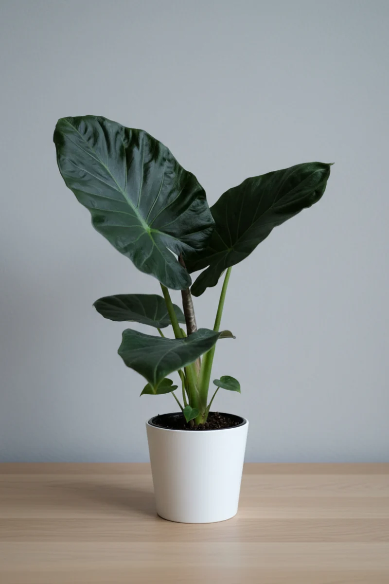 Alocasia, Regal Shield Black 6"