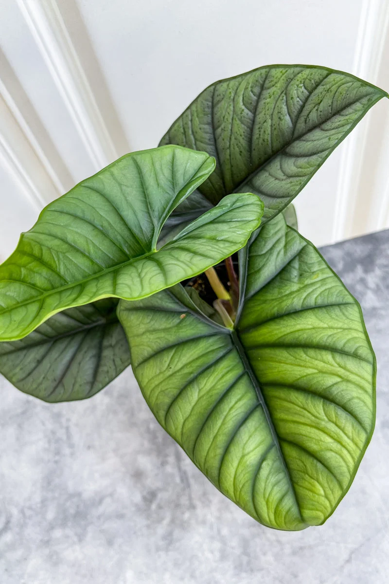 Alocasia Reginae 12Cm - Image 2