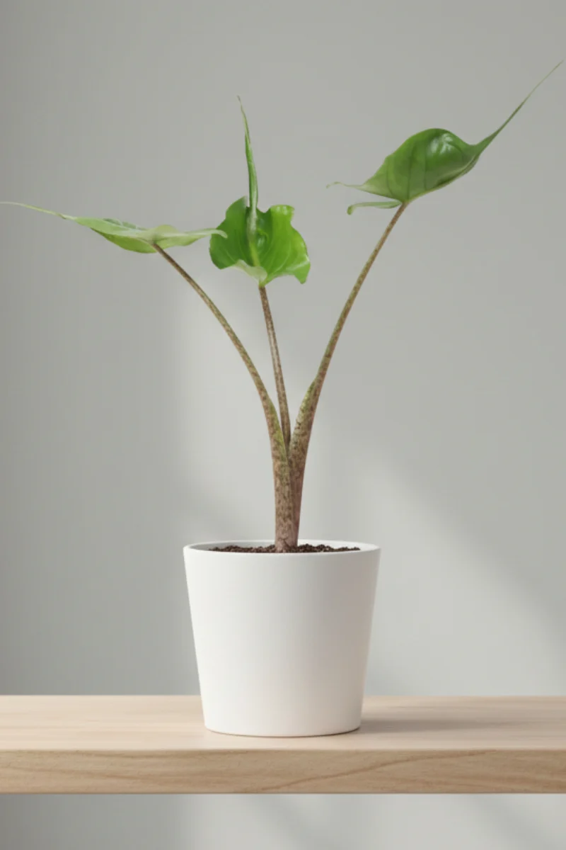 Alocasia, Stingray 4"