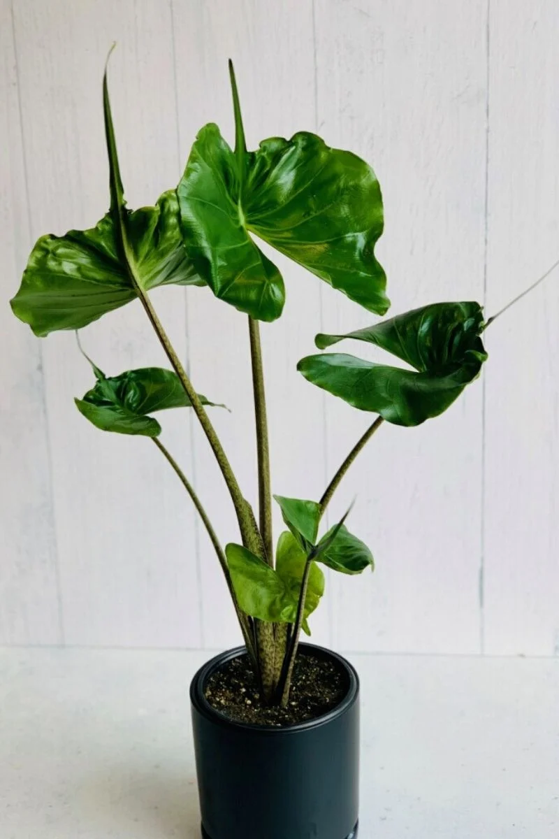 Alocasia, Stingray 4" - Image 2