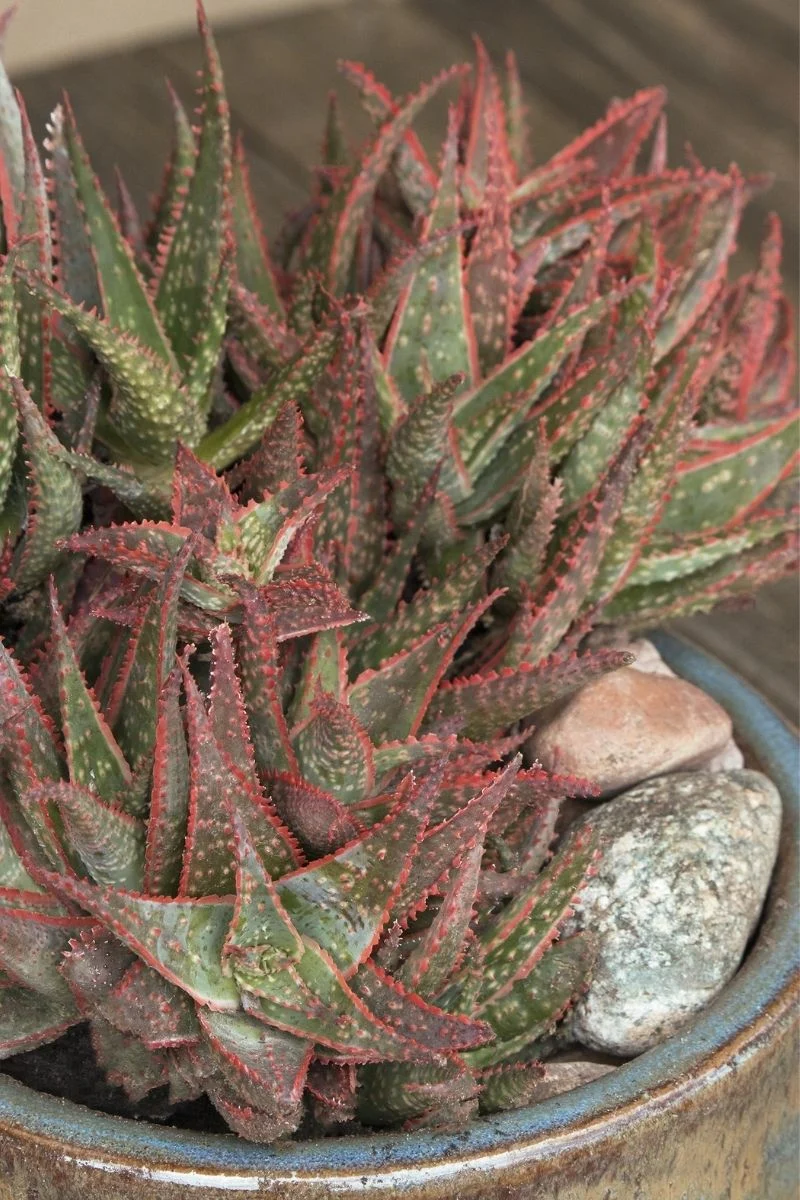 Aloe Christmas Carol