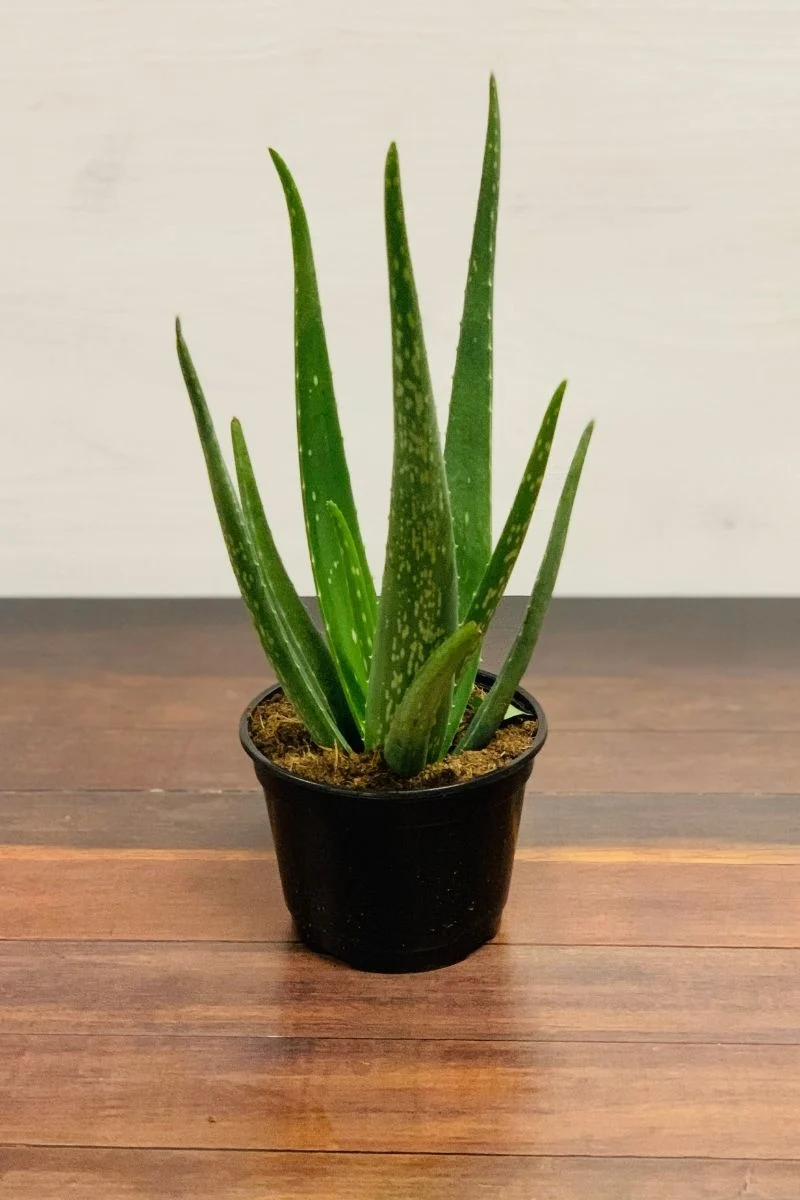 Aloe, Medicinal 6" - Image 2