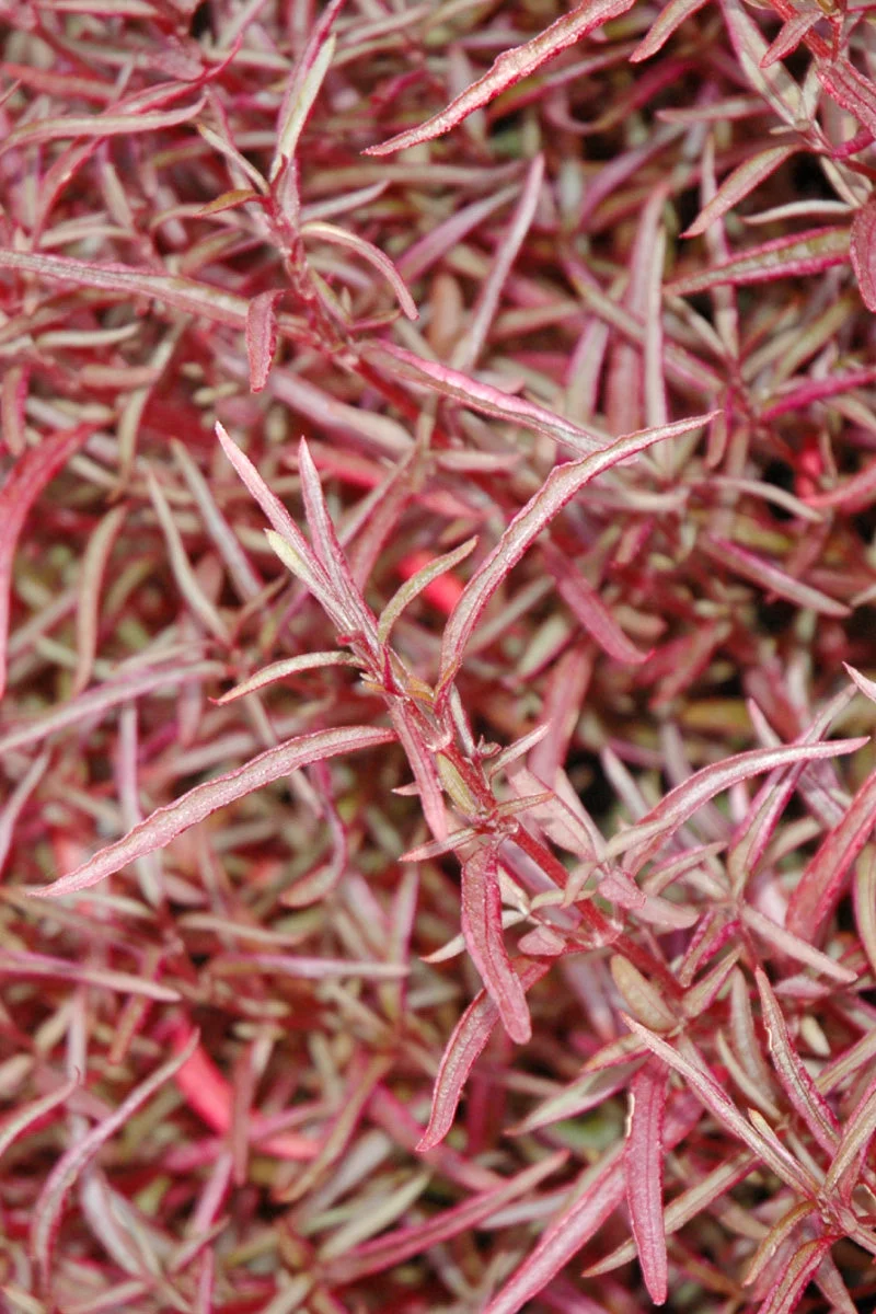 Alternanthera, Red Thread