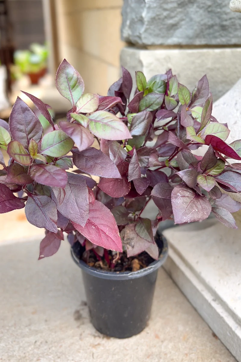 Alternanthera, Purple Prince - Image 2
