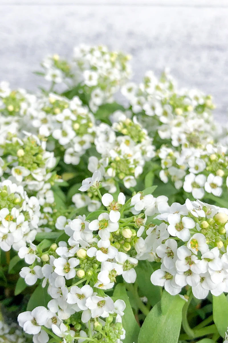 Alyssum, White