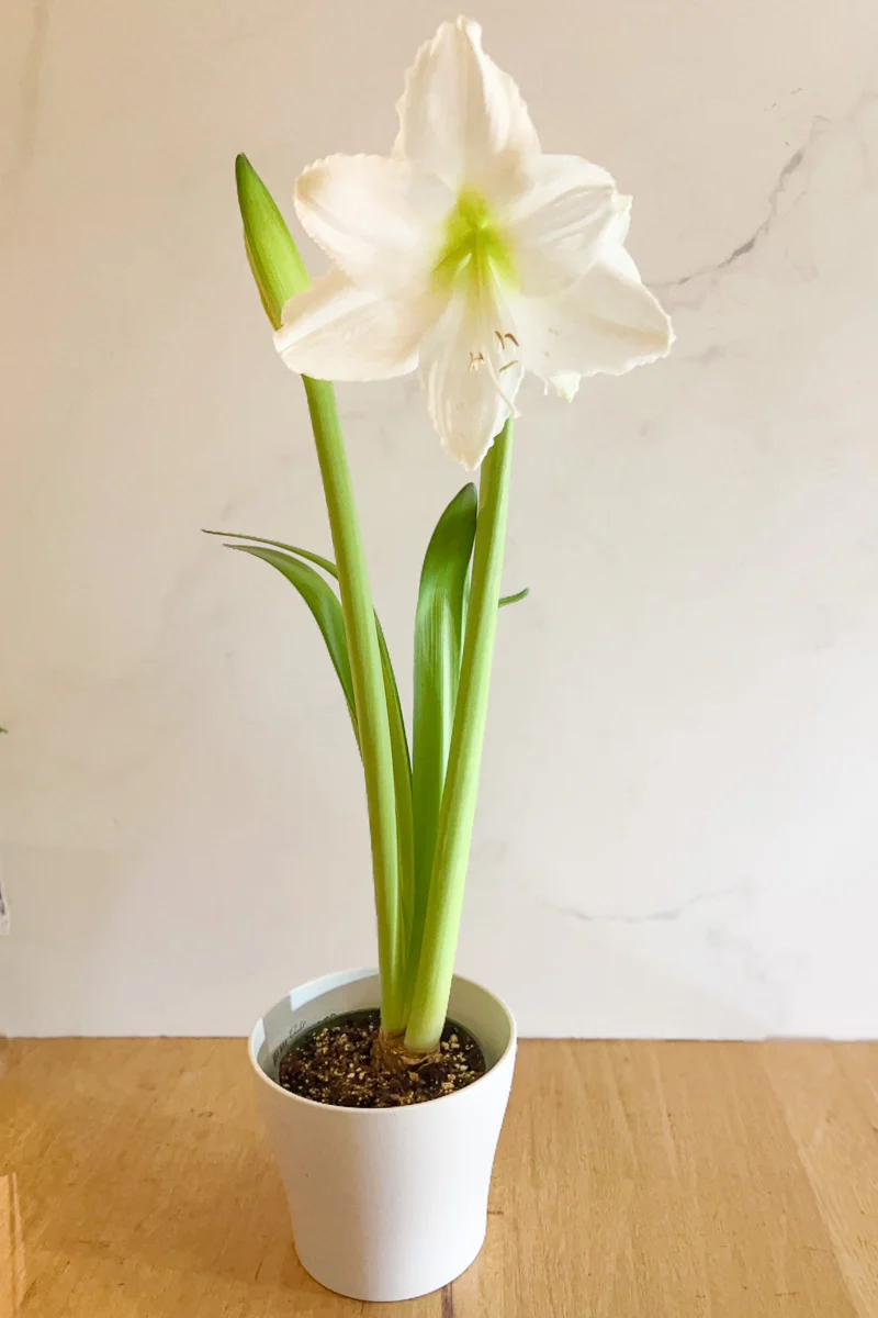 Amaryllis, 2 stem Double White 6"