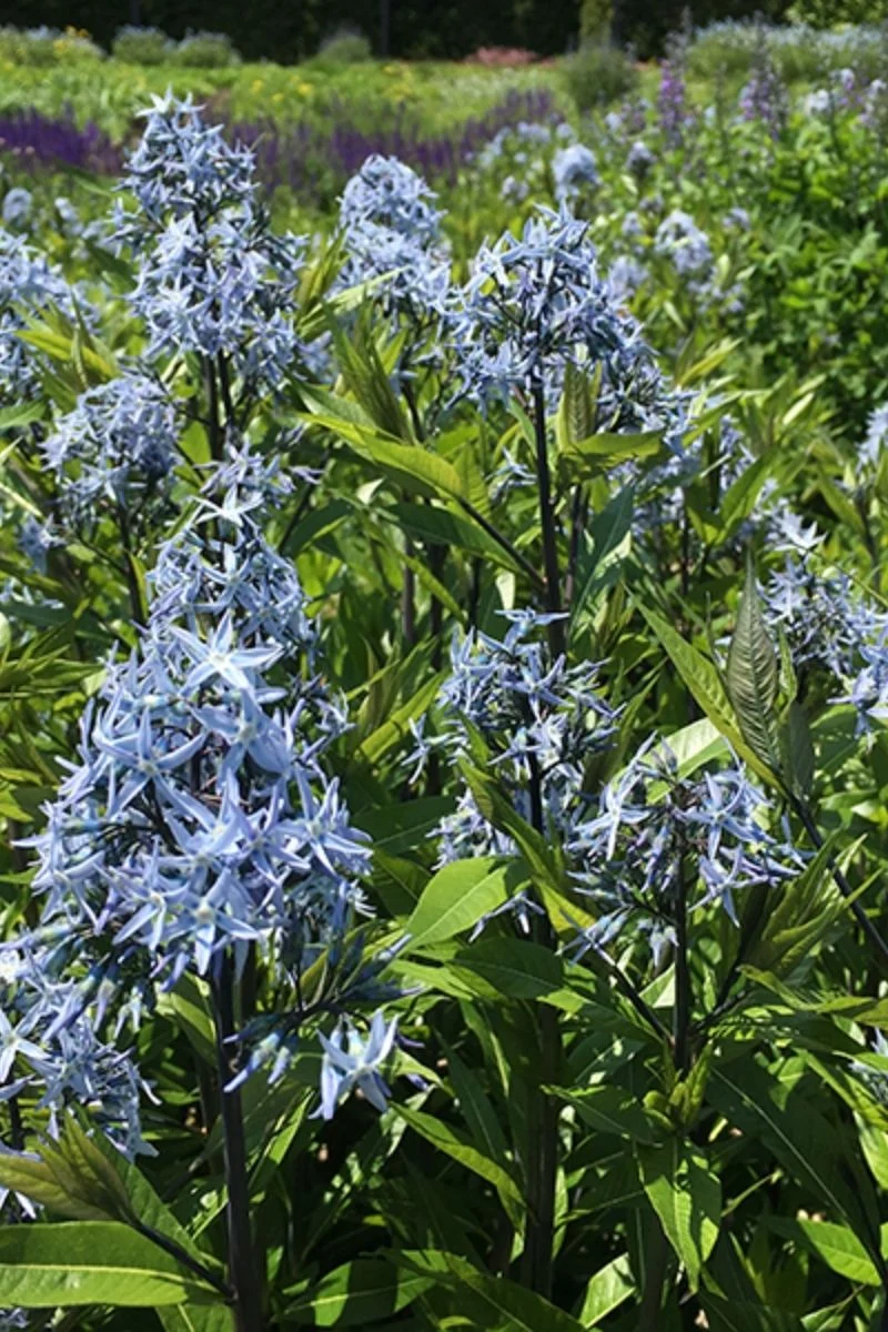 Amsonia, Willow