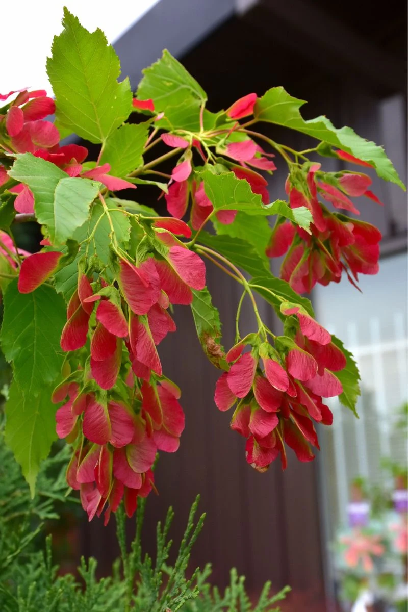 Maple, Amur Ruby Slippers - Image 2