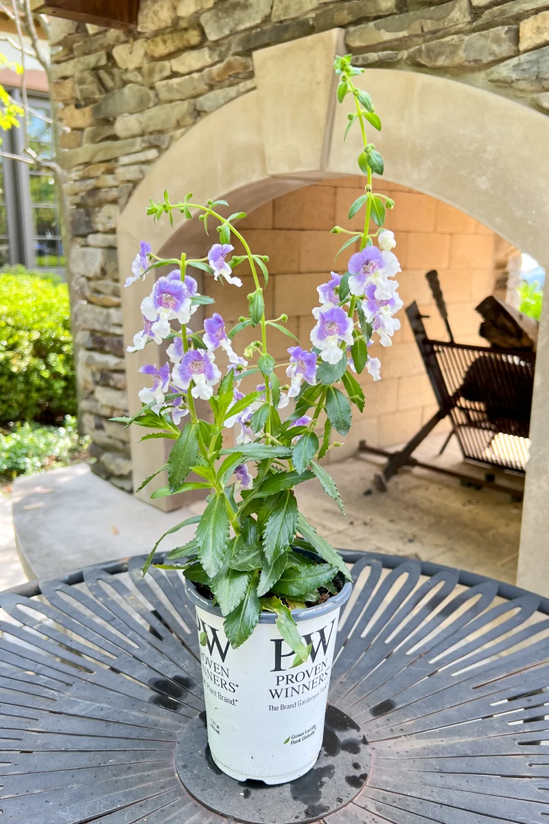 Angelonia, Archangel Blue BiColor - Image 2