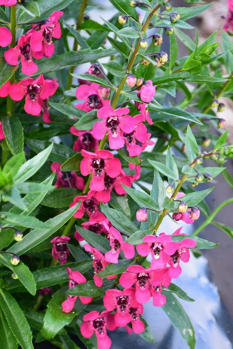 Angelonia, Archangel Cherry Red