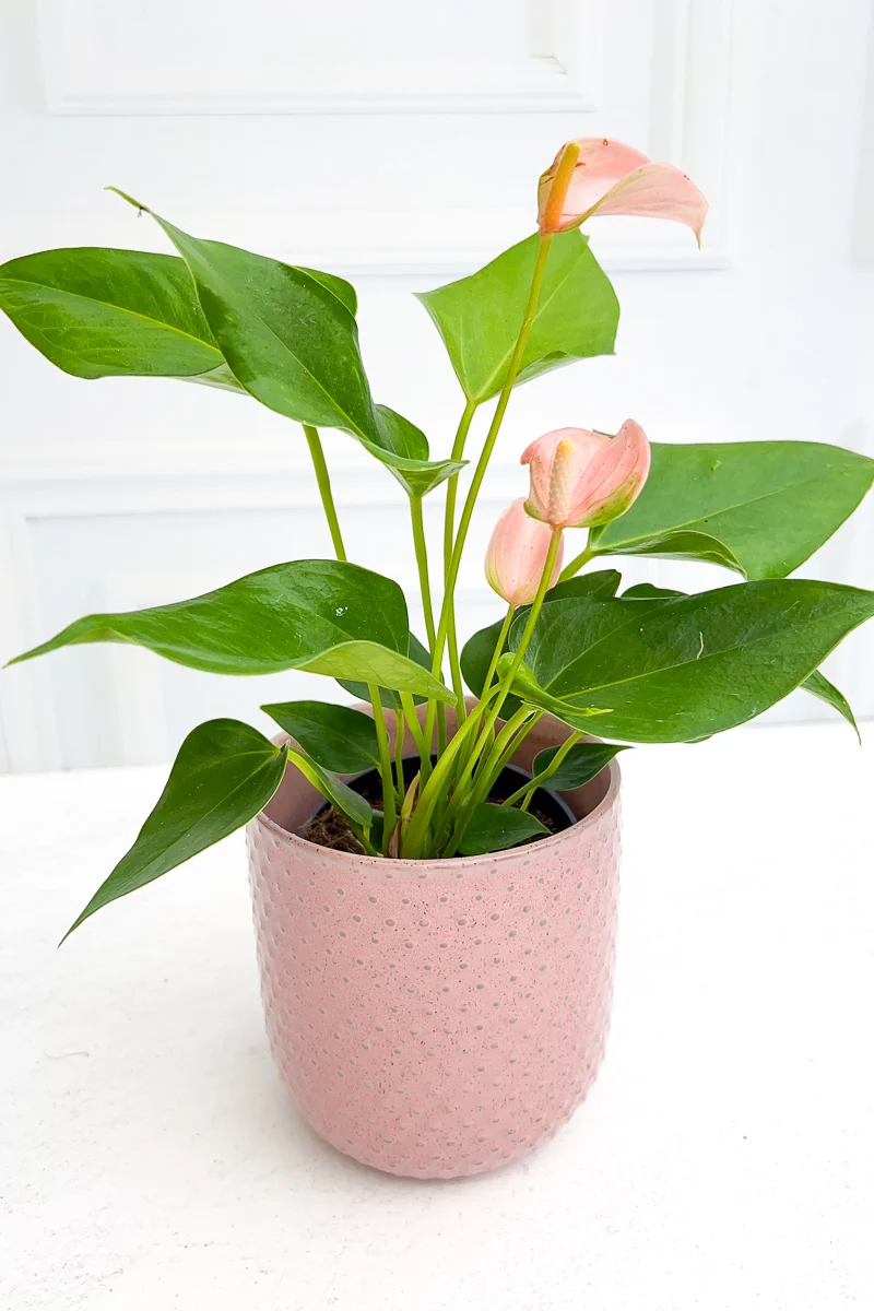Anthurium, Species Pink 4" - Image 2