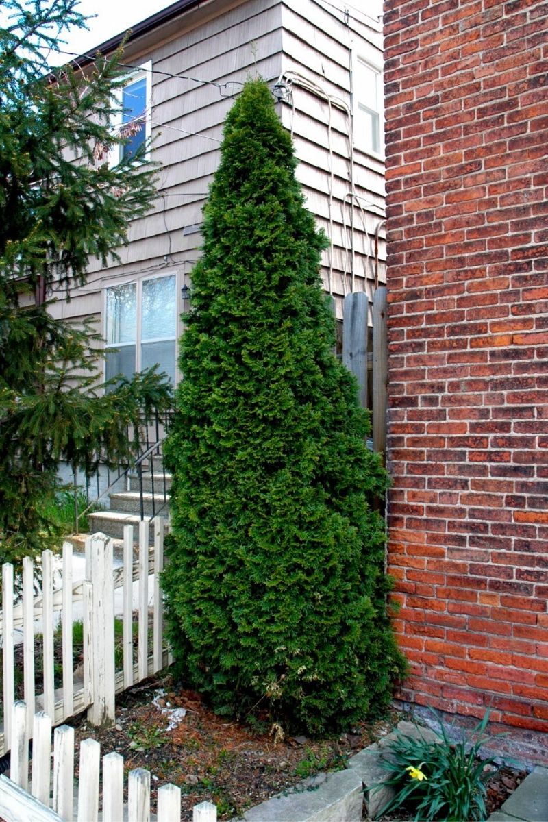 Arborvitae, Dark Green - Image 2