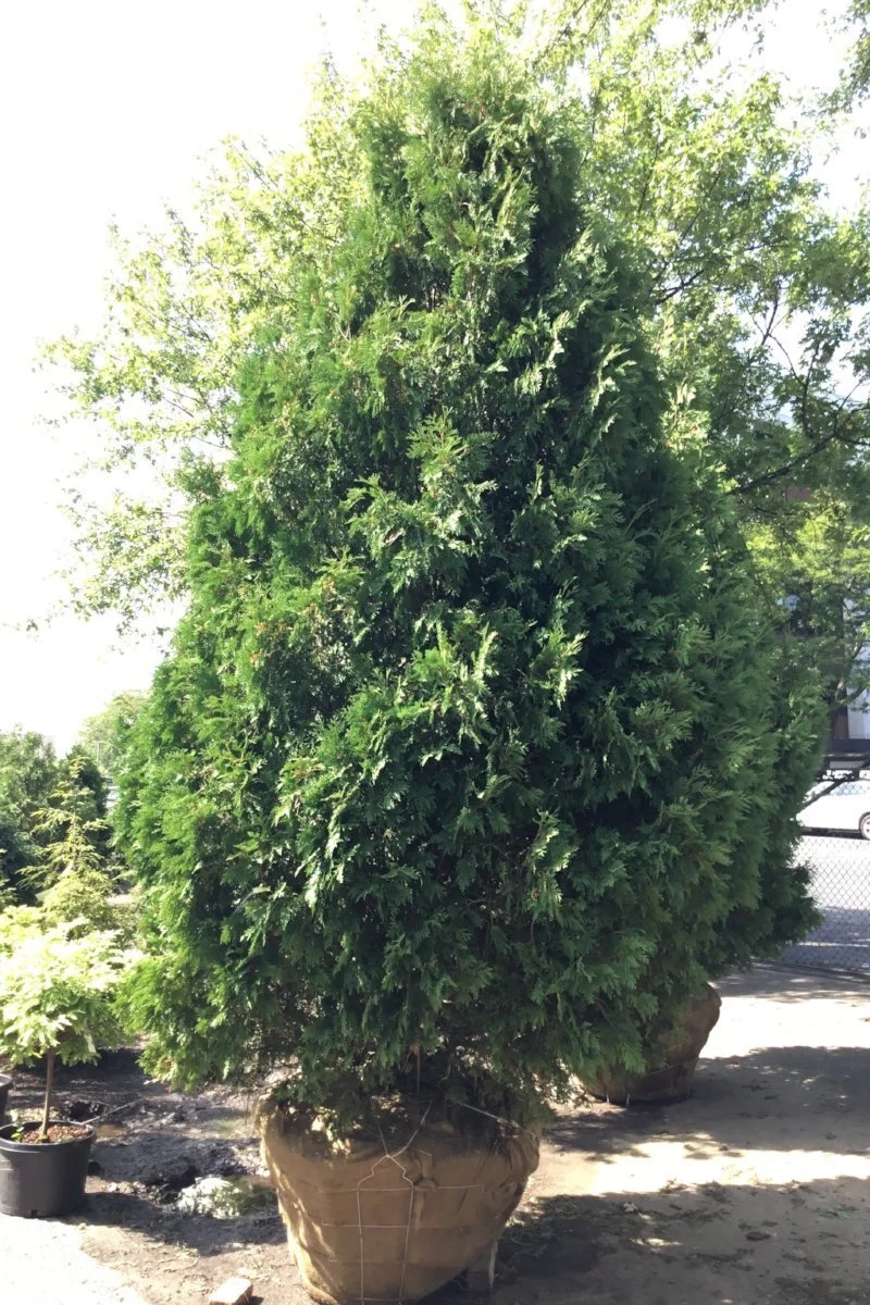 Arborvitae, Dark Green - Image 3