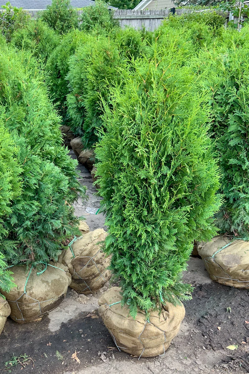 Arborvitae, Dark Green - Image 4