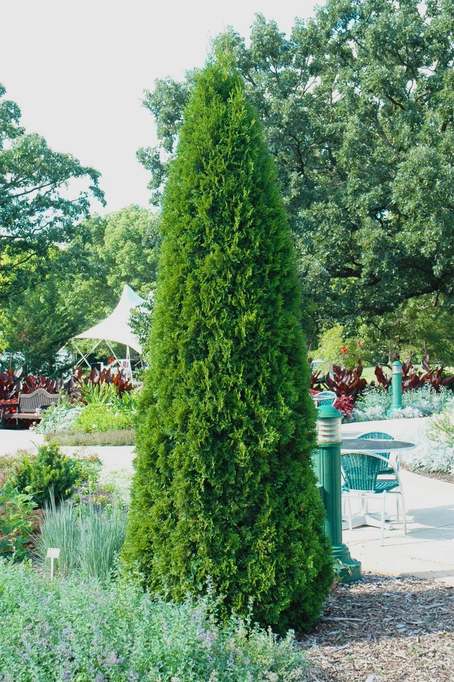 Arborvitae, Emerald Green - Image 3