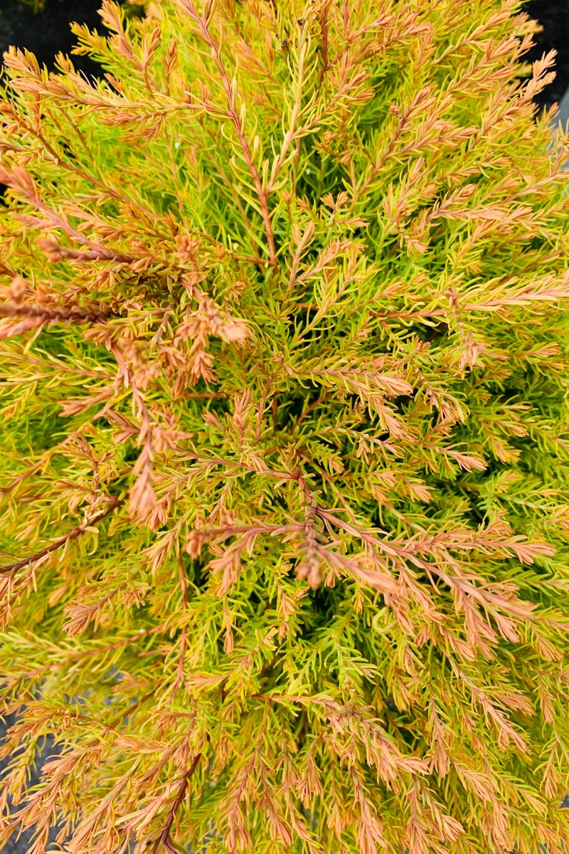 Arborvitae, Fire Chief