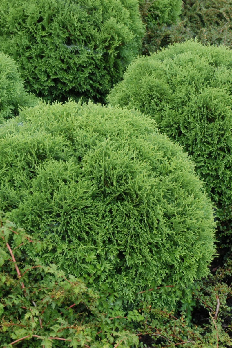 Arborvitae, Little Giant Globe