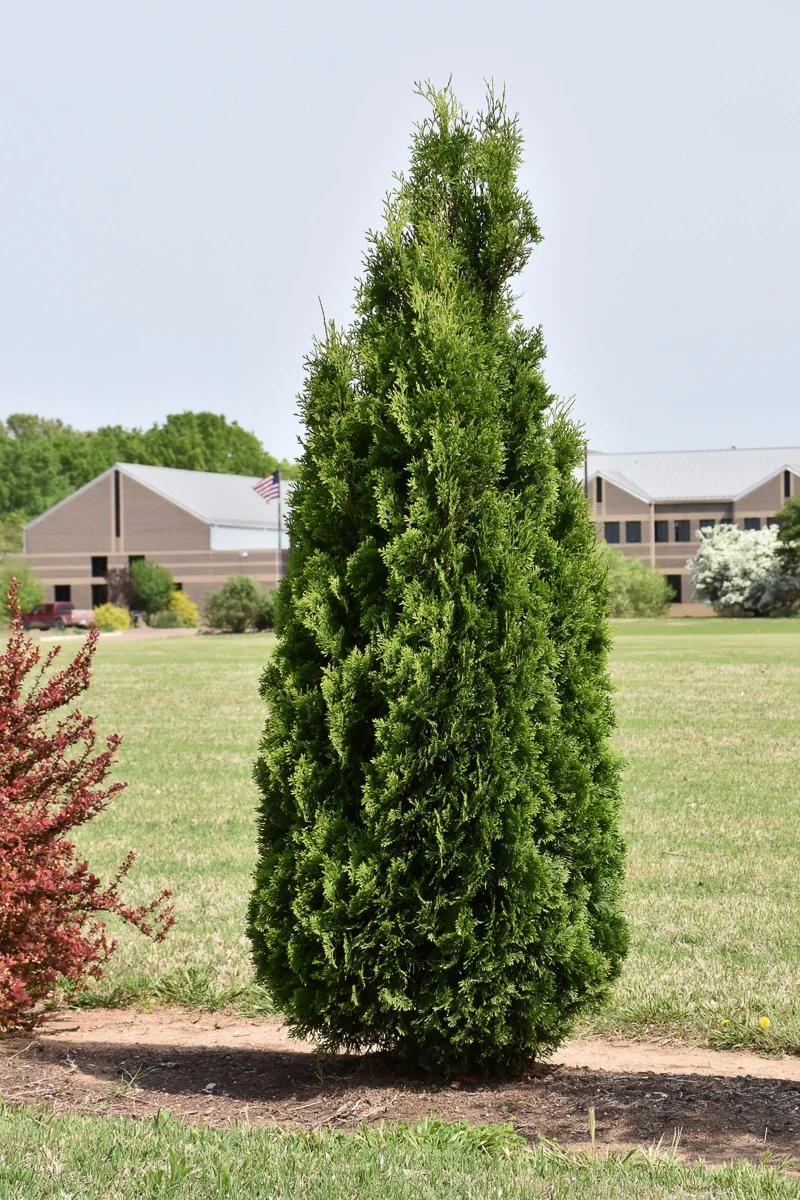 Arborvitae, North Pole - Image 2