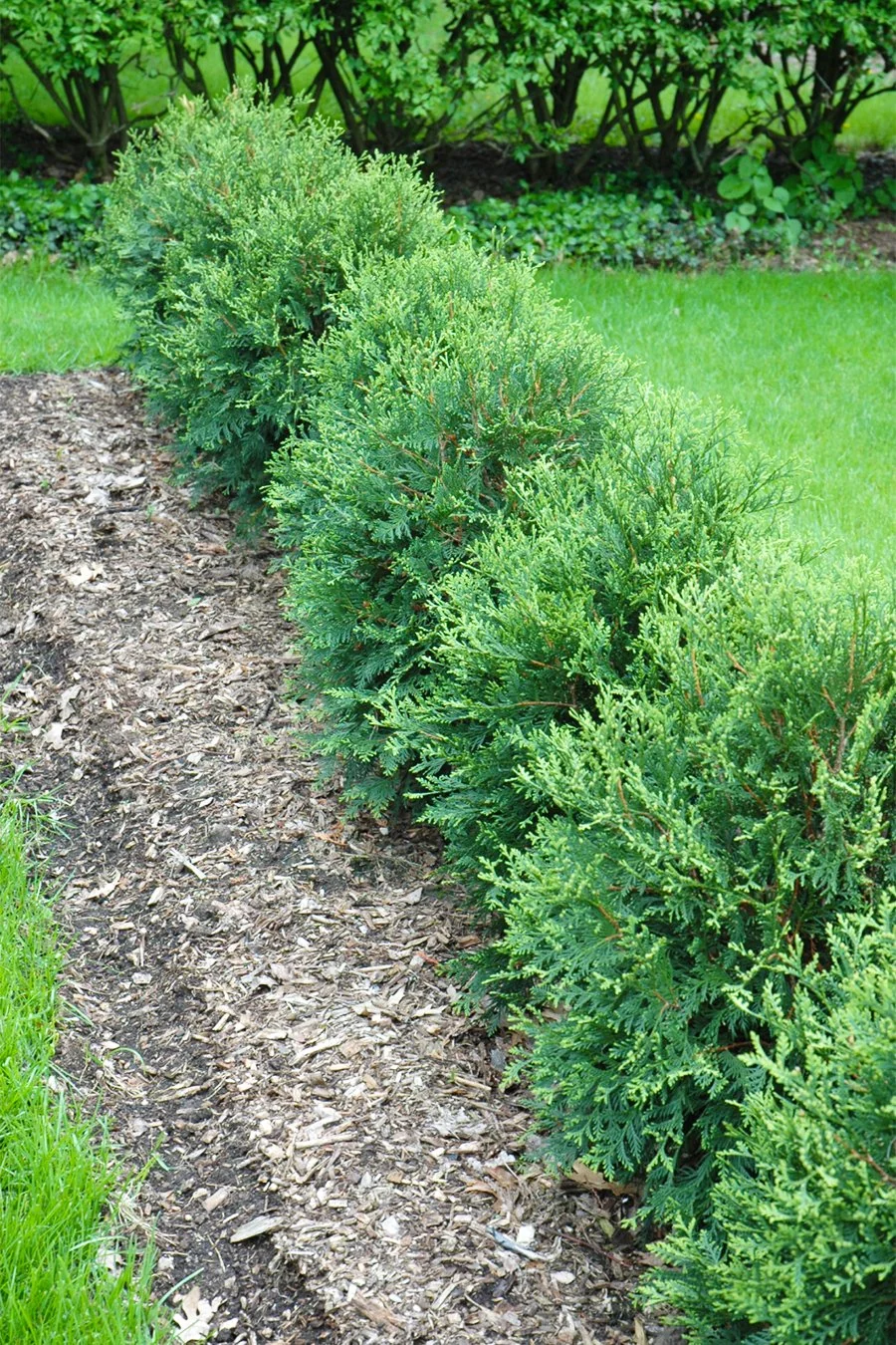 Arborvitae, Technito - Image 2