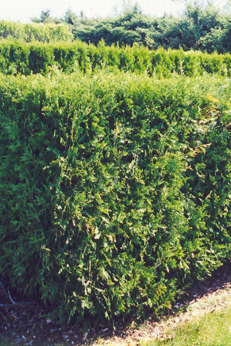 Arborvitae, Techny - Image 2