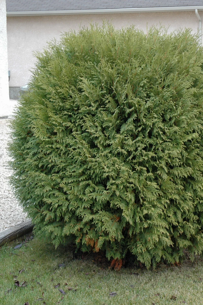 Arborvitae, Woodward Globe