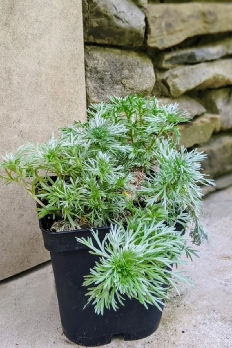 Artemisia, Dwarf Silvermound