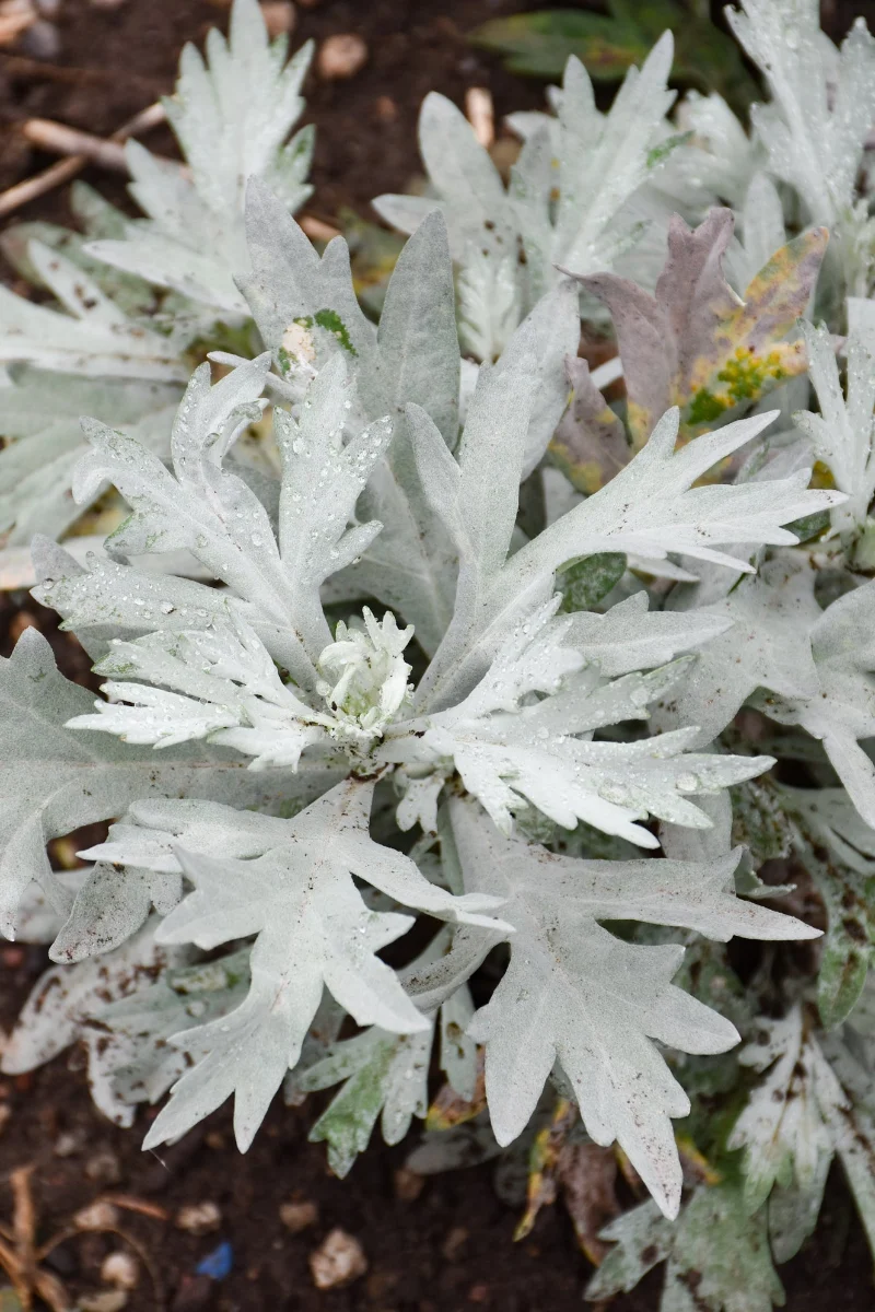 Artemisia, Silver Lining - Image 2