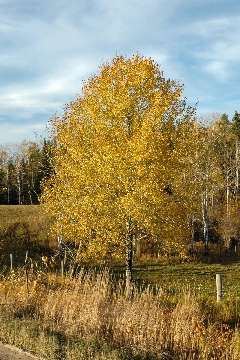 Aspen, Quaking