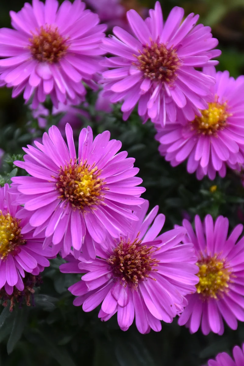 Aster, Alert