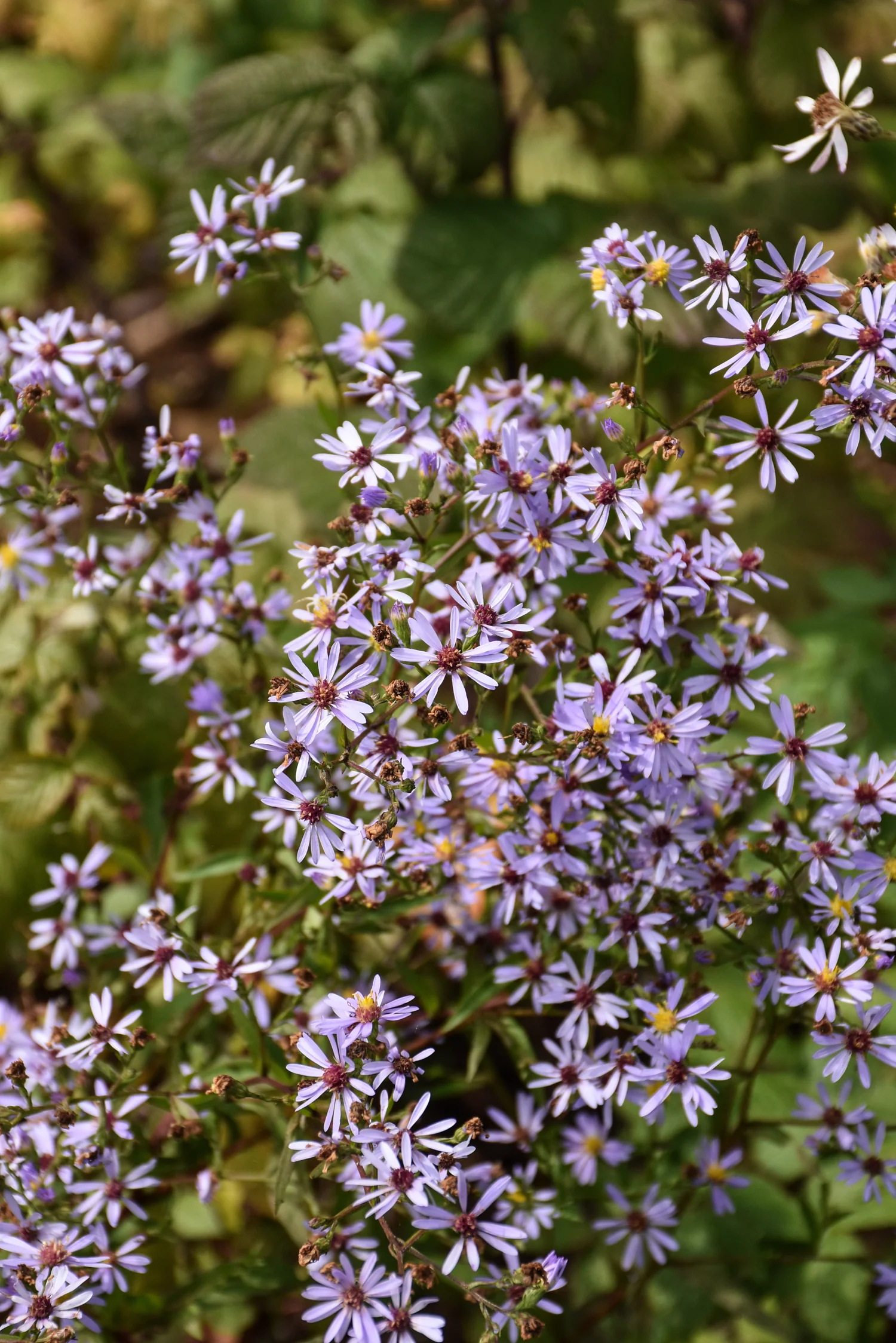 Aster, Heart Leaved