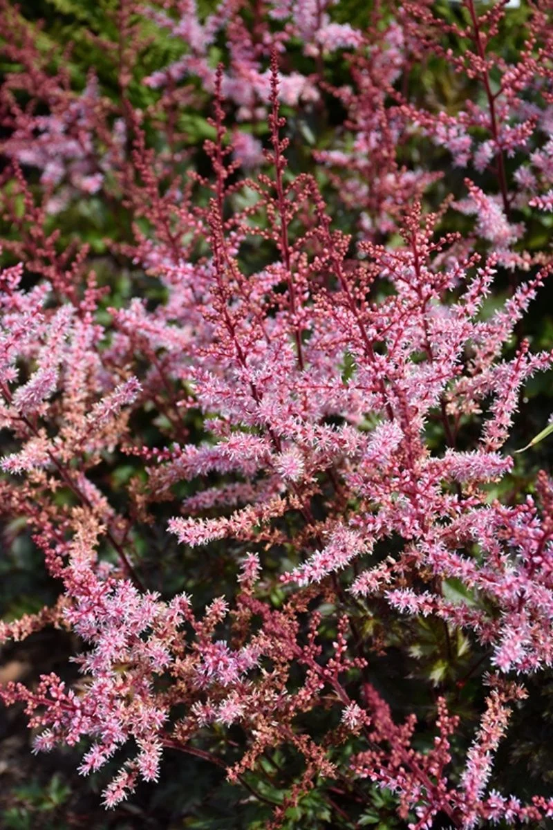 Astilbe, Delft Lace