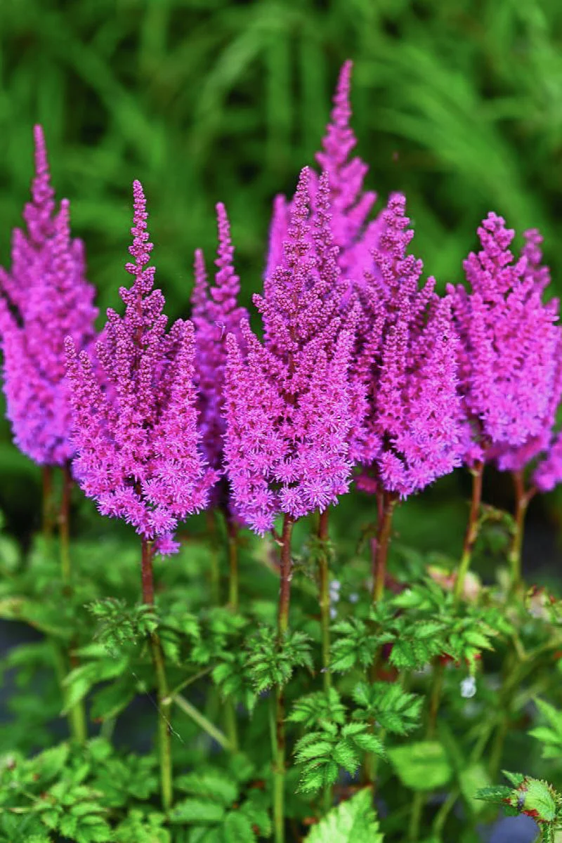 Astilbe, You and Me Always