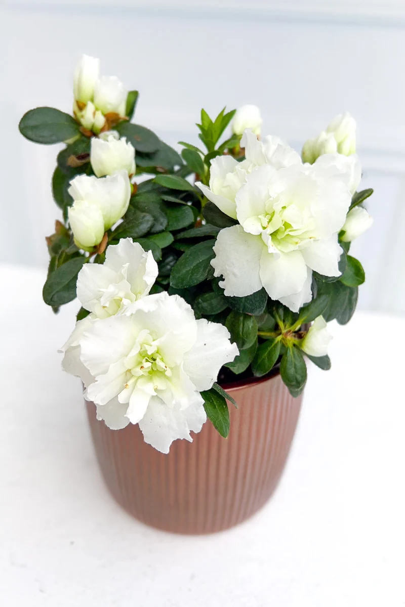 Azalea, Florist White 4" - Image 2