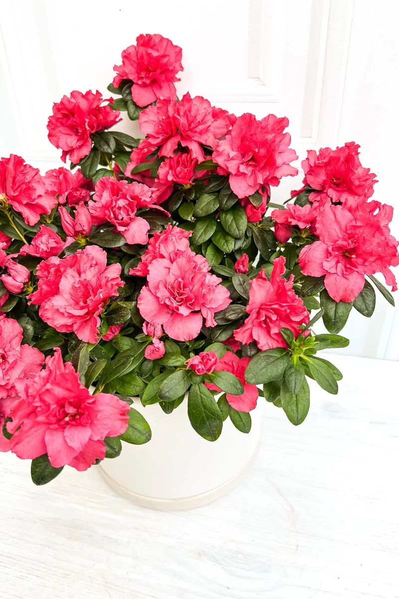 Azalea, Pink 6"