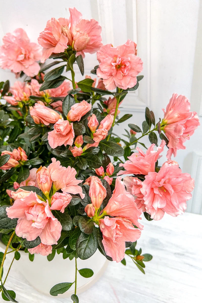 Azalea, Pink 6" - Image 4