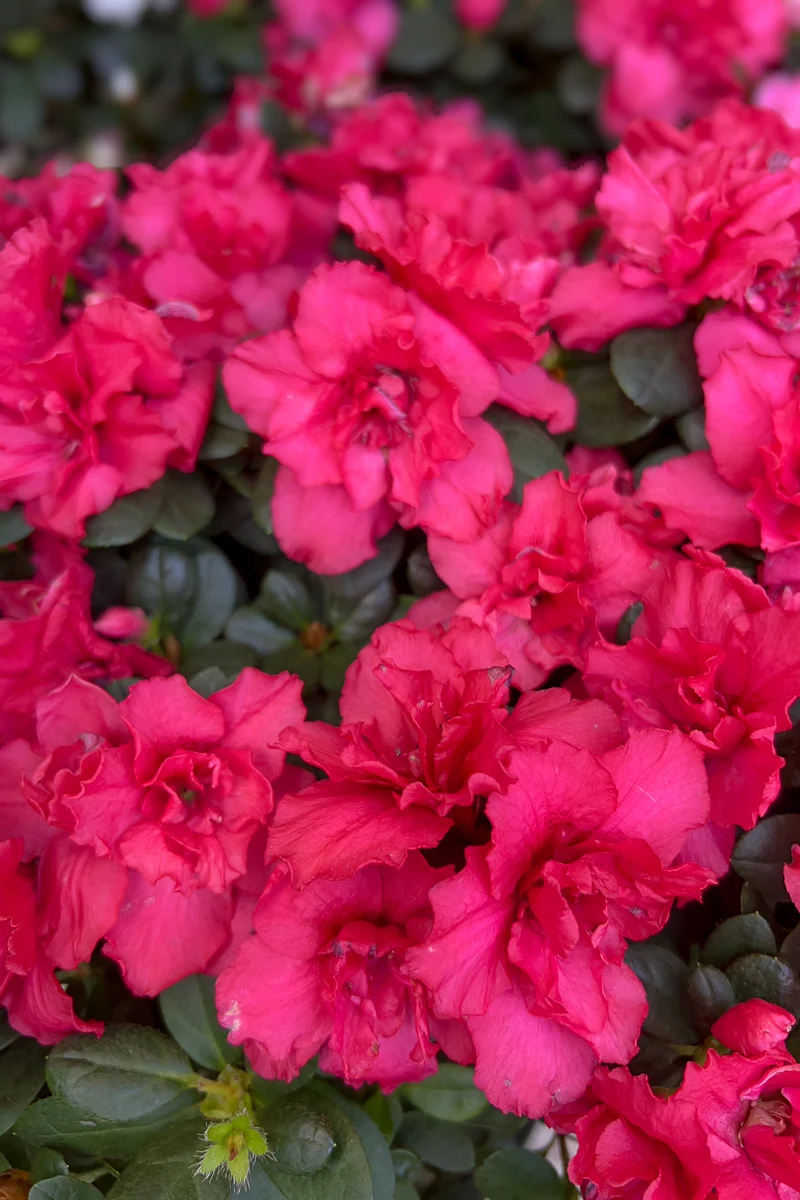 Azalea, Pink 8" Tree