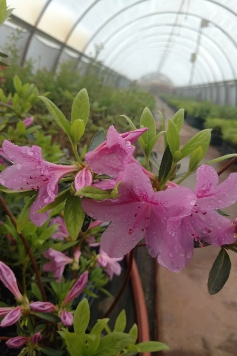 Azalea, Pouk Chalet Glow Pink