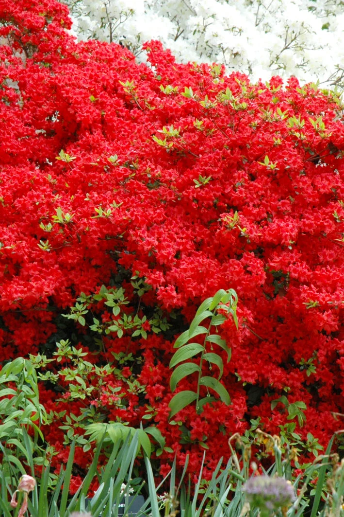 Azalea, Stewartstonian - Image 2