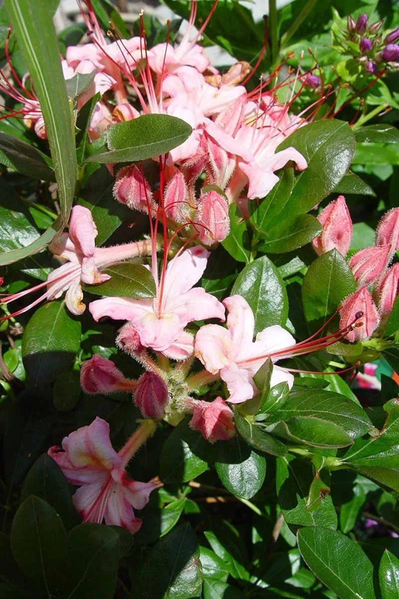 Azalea, Swamp Pink Mist Pink
