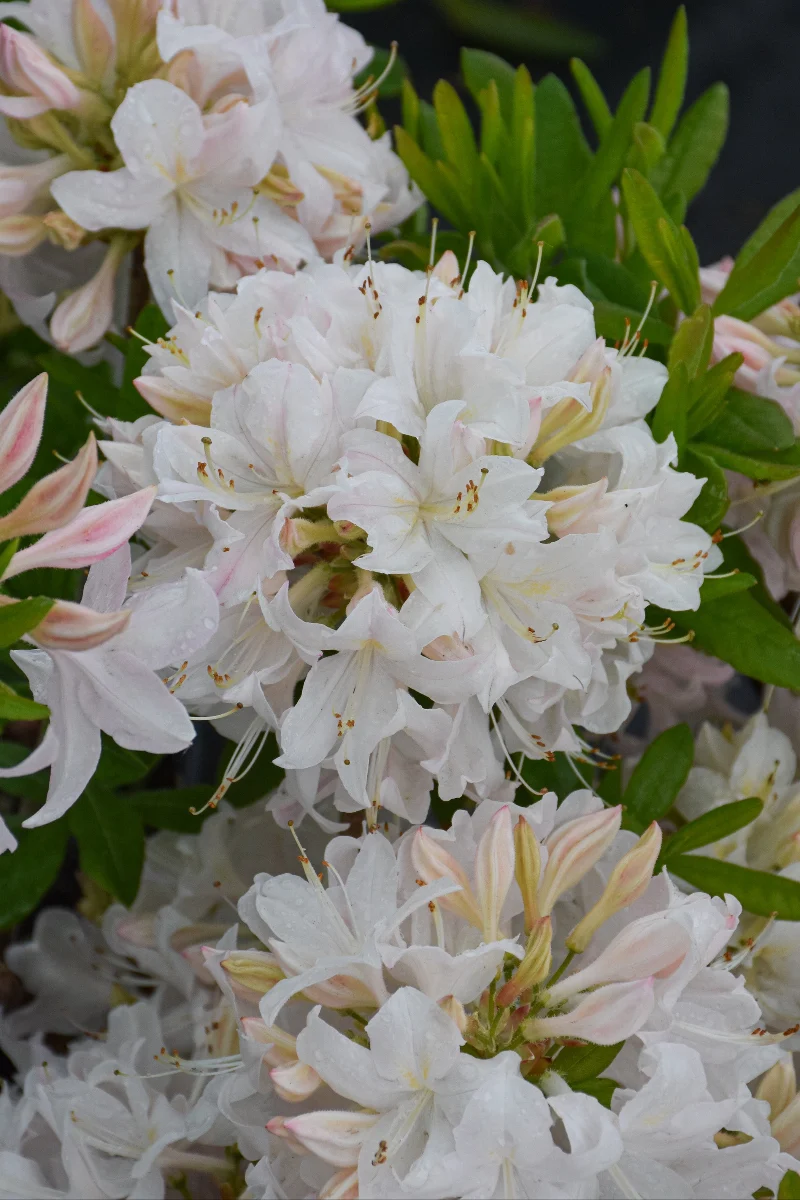 Azalea, White Lights - Image 2