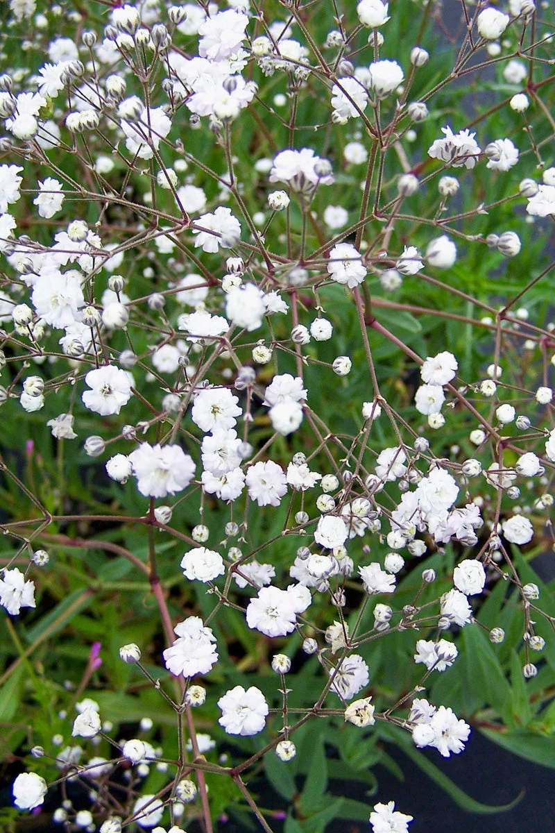 Baby's Breath, Double Snowflake