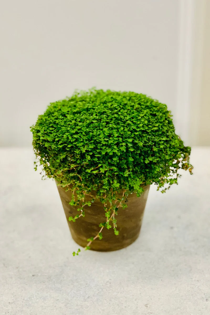 Baby's Tears, 4" Clay Pot