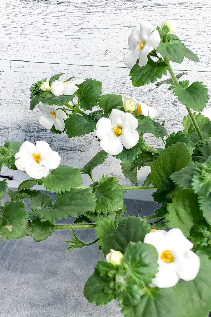 Bacopa, White - Image 3