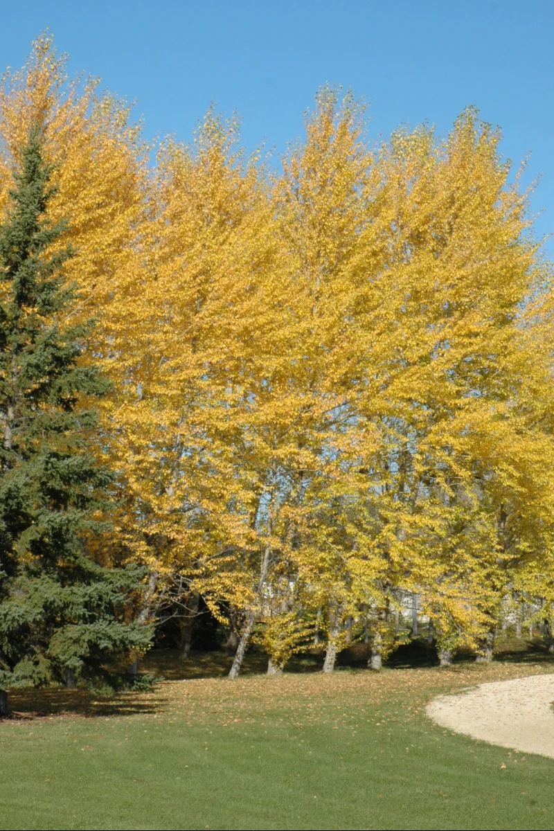 Balsam Poplar (native) - Image 2